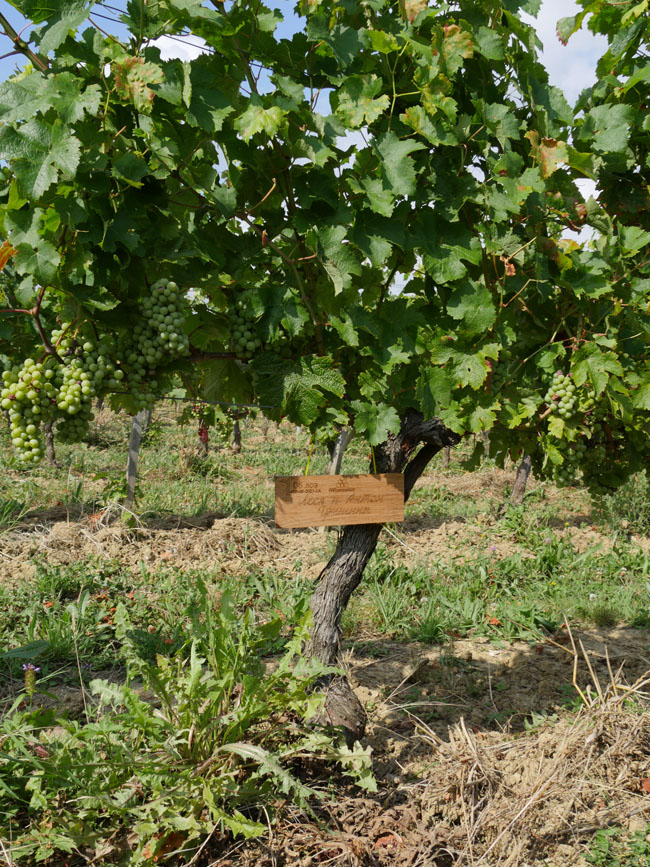 Виноградник на урожай